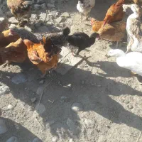 فروش مرغ خروس محلی|حیوانات مزرعه|چمستان, |دیوار