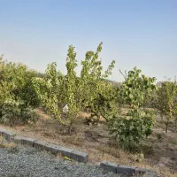 570 متر باغ میوه فشند ،درختان مثمر، آلاچیق|فروش زمین و ملک کلنگی|هشتگرد, فشند|دیوار