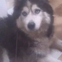 سگ هاسکی نژاد مالاموت