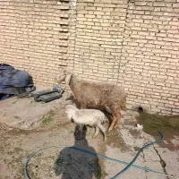 میش بابره نر