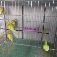 مرغ عشق با سلامتی کامل