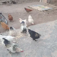 خروس های محلی