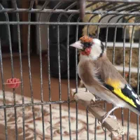 سهره نر جفتی پارسال|پرنده|اندیشه, شهرک مریم|دیوار