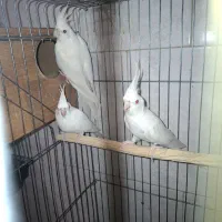 عروس هلندی مولد بایک جوجه|پرنده|تهران, سبلان (لشگر)|دیوار