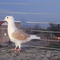 کبوتر پشت گراف یاکویتی