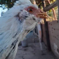 مرغ و خروس گلین|حیوانات مزرعه|هشتگرد, شهرک وحدت|دیوار