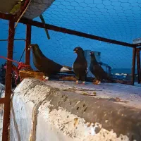 کفتر گرفتنی|حیوانات|شیراز, دباغ خانه|دیوار