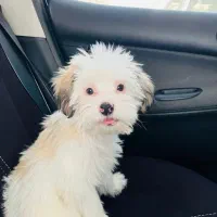 سگ شیتزو شیش ماهه