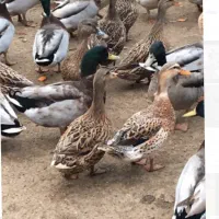 تخم اردک پروازی نطفه دار