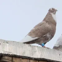 کفتر ذات دار|پرنده|مشهد, ایثار|دیوار