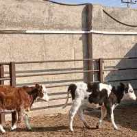 گوساله های خوب سه تا ماده دوتا نر هستش سالم|حیوانات مزرعه|شهریار, فرارت|دیوار