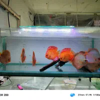 دیسکس ۷ اینچ گرید A|ماهی|تهران, سلسبیل جنوبی|دیوار