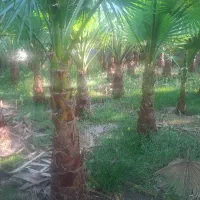 پالم واشنگتن اصلاح شده