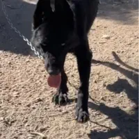 ژرمن بلک ماده