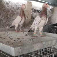 بغدادی کاریر سار سرور|پرنده|فولادشهر, B4|دیوار