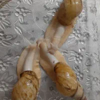 حلزون سوپر مولد آلبینو