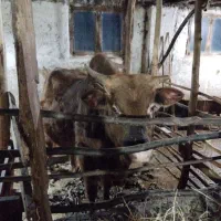 گاو نر جوان|حیوانات مزرعه|رستمآباد, |دیوار