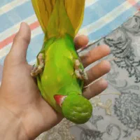 جوجه طوطی ملنگو نر|پرنده|اصفهان, رحیم‌آباد|دیوار