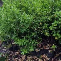 شمشاد طلایی|گل و گیاه طبیعی|سلمانشهر, |دیوار