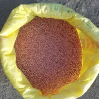 یک تون گندم باران اصلاح شده وکیسه گیری آماده کشت