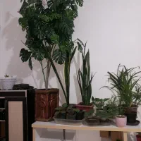 مایل به معاوضه نیستم|گل مصنوعی|خوی, |دیوار