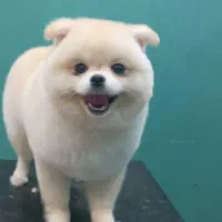 مربی سگ خانگی و کوچک۱۰۰٪ تضمینی / آموزش سگ|خدمات آموزشی|اهواز, کیانپارس |دیوار