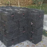 سبدسیب|عمدهفروشی|یاسوج, |دیوار