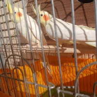 یک جفت عروس هلندی به همراه سه عدد جوجه|پرنده|تفت, |دیوار