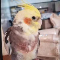 گمشده