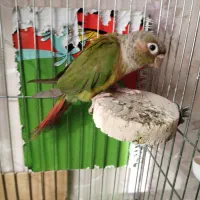 گرینچیک سخنگو و دستی