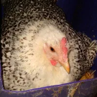 مرغ لری جوجه تخم مرغ|حیوانات مزرعه|اصفهان, قهجاورستان|دیوار