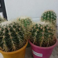 کاکتوس اچینو توپی