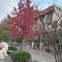 ۱۹ متر مغازه میدان معلم بامالکیت خیابان باهنر|فروش مغازه و غرفه|سیاهکل, |دیوار