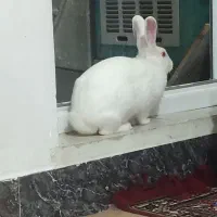 خرگوش خانگی