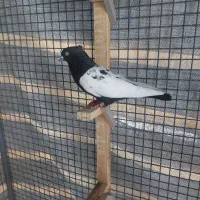 کفتر دم سفید|پرنده|مرودشت, شهرک مهدیه|دیوار