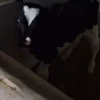 گوساله شیری نژاد آمریکایی نر