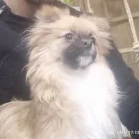 شیواوا موبلند|سگ|تهران, ائمه اطهار|دیوار