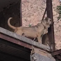 سگ سرابی نرو ماده