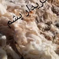 پشم گوسفندی|رختخواب، بالش، پتو|سلماس, |دیوار