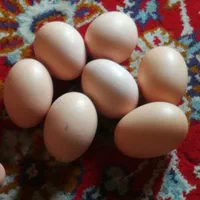تخم مرغ خمانی بزرگ و قشنگ و تمیز