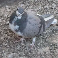 کبوتر|پرنده|اصفهان, زهران|دیوار