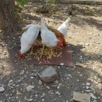 مرغ خروس|حیوانات مزرعه|تهران, چوب تراش|دیوار