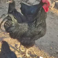 خروس تمام مشکی برای کشتن|حیوانات مزرعه|فیروزه, |دیوار