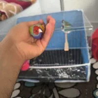 فنچ گلدین مست مست|پرنده|تهران, باغ فیض|دیوار