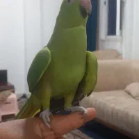 طوطی ملنگو سخنگو