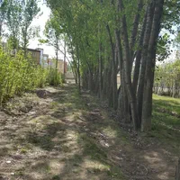 خریداردرخت قلمه میوه سود وچوب خشک|خدمات باغبانی و درختکاری|اردبیل, |دیوار