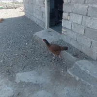 یک عددمرغ لاری