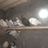 غریب کیری تیر ماهی