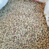 عدس ریز 130 تومن|خوردنی و آشامیدنی|مرودشت, فاز دوم شهرک فرهنگیان|دیوار