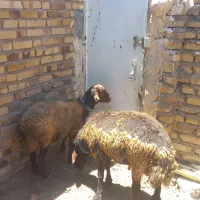 قوچ وبره قوچ همو